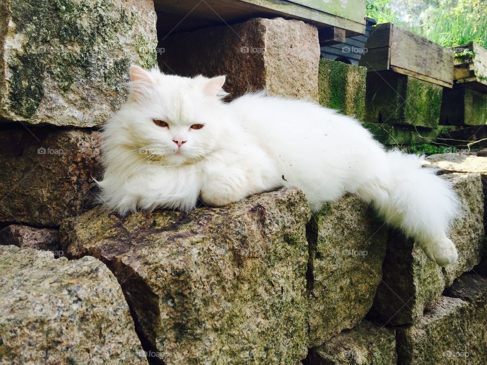 Cat on stone