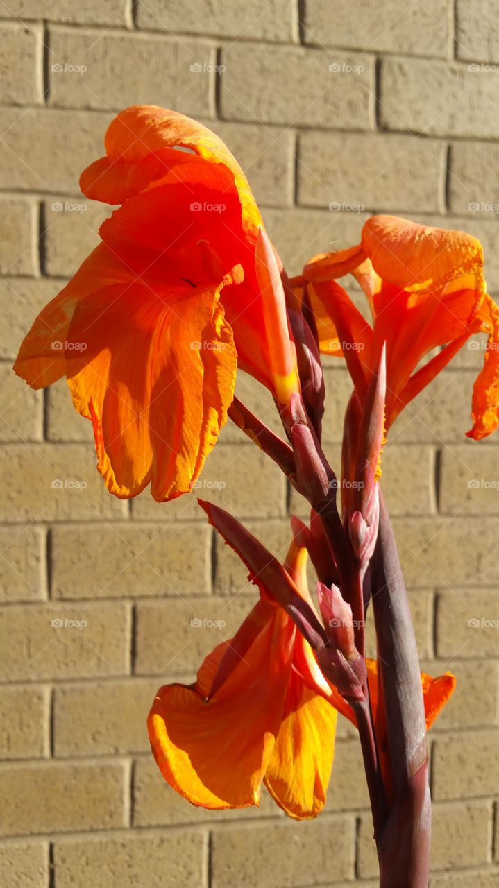 orange flower, brick background