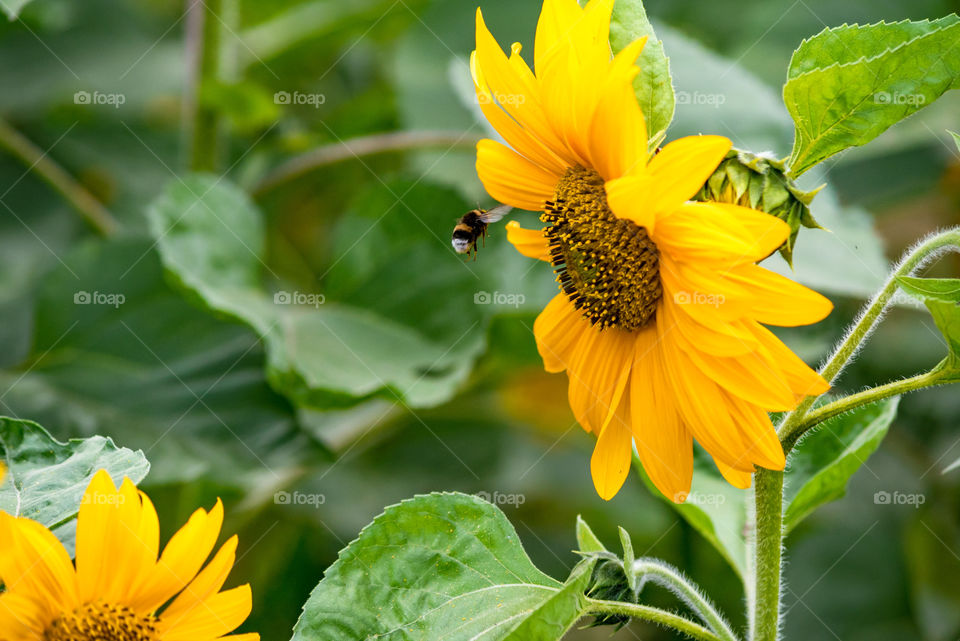 sunflowers bees and bumblebees