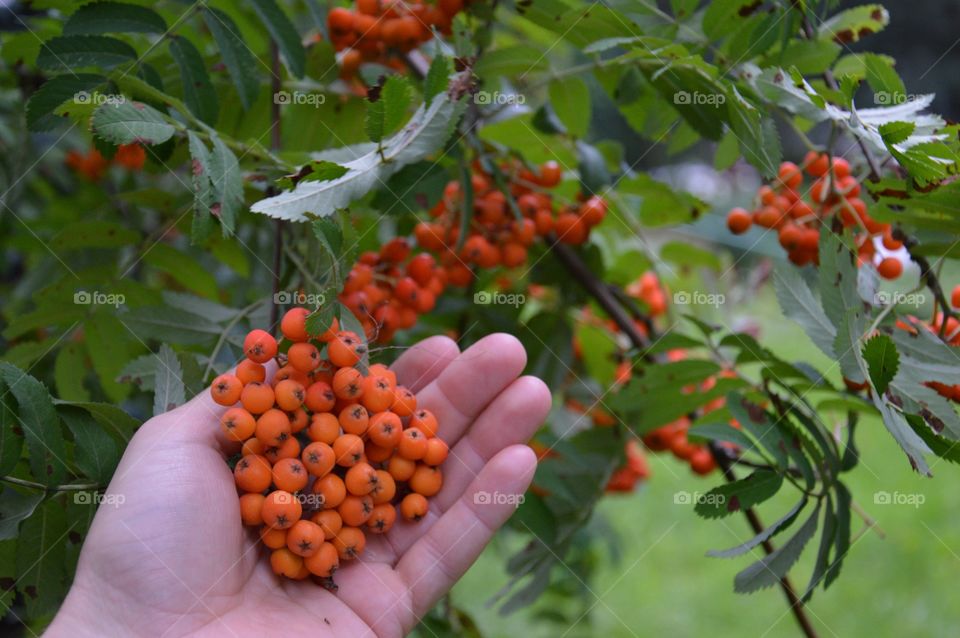 Hand holding bunch of rowan berries growing on tree