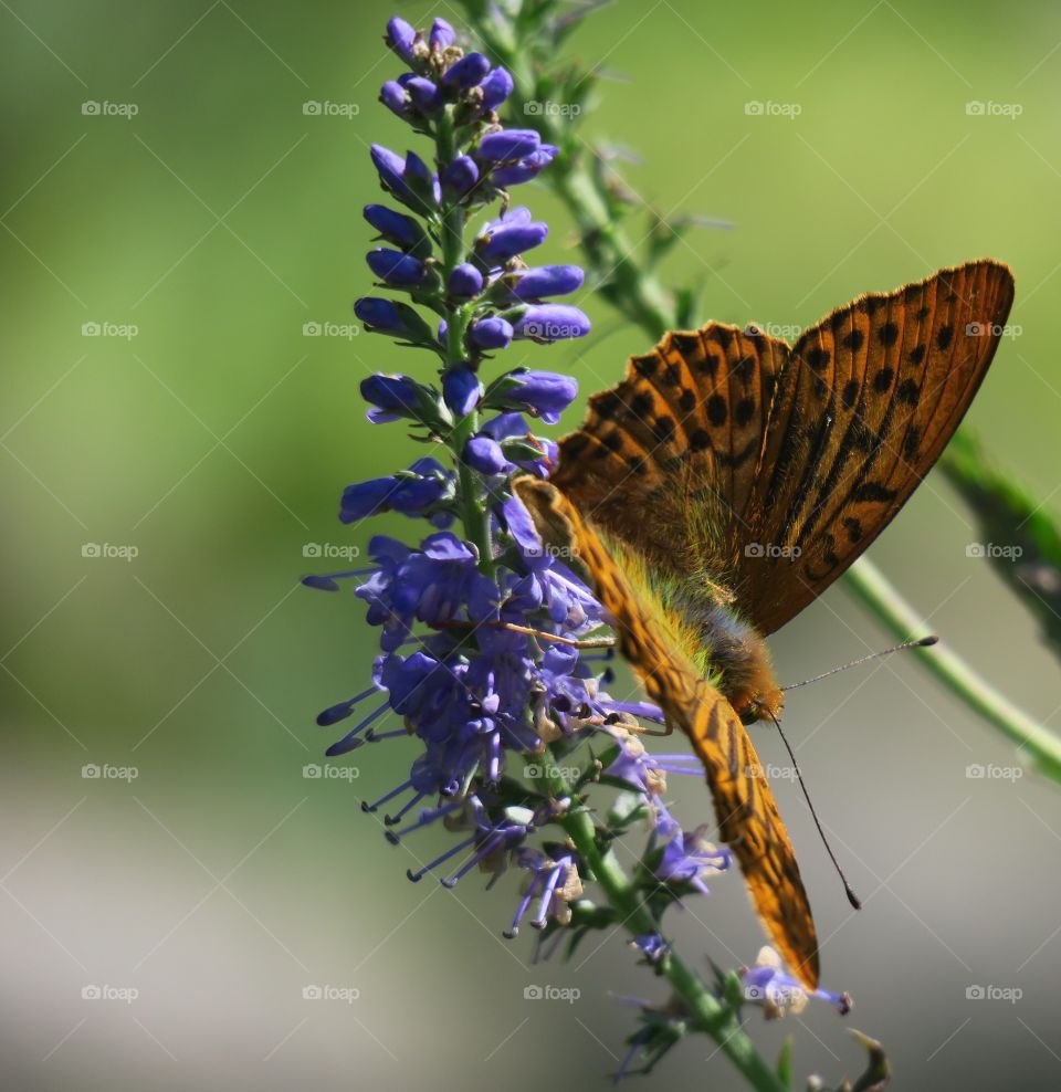 Fritillary 