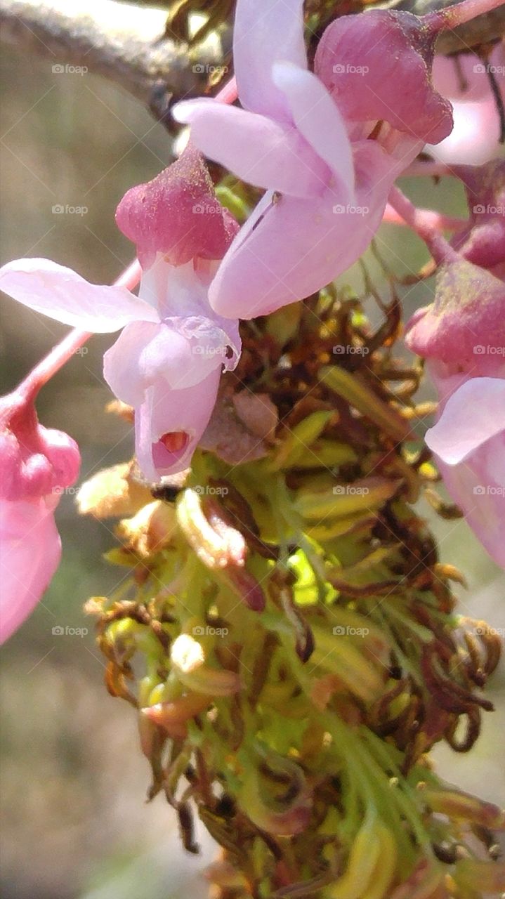 Red Bud Tree Blooms