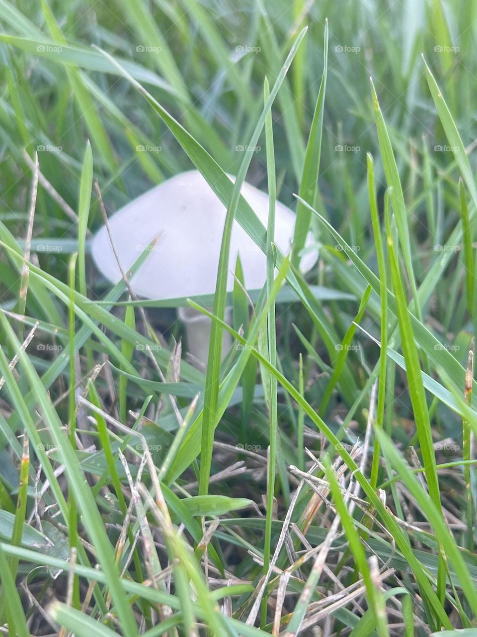 Mushroom at yard 