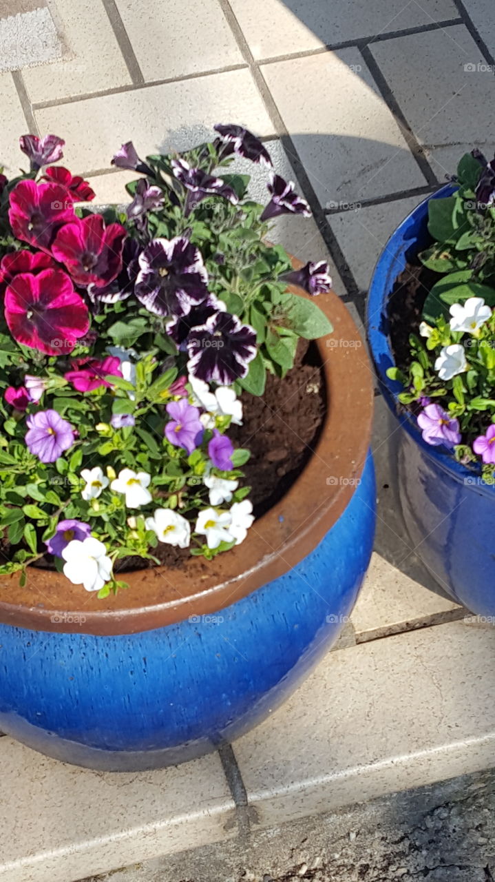 Blumen 🌼🌹🌞🤗