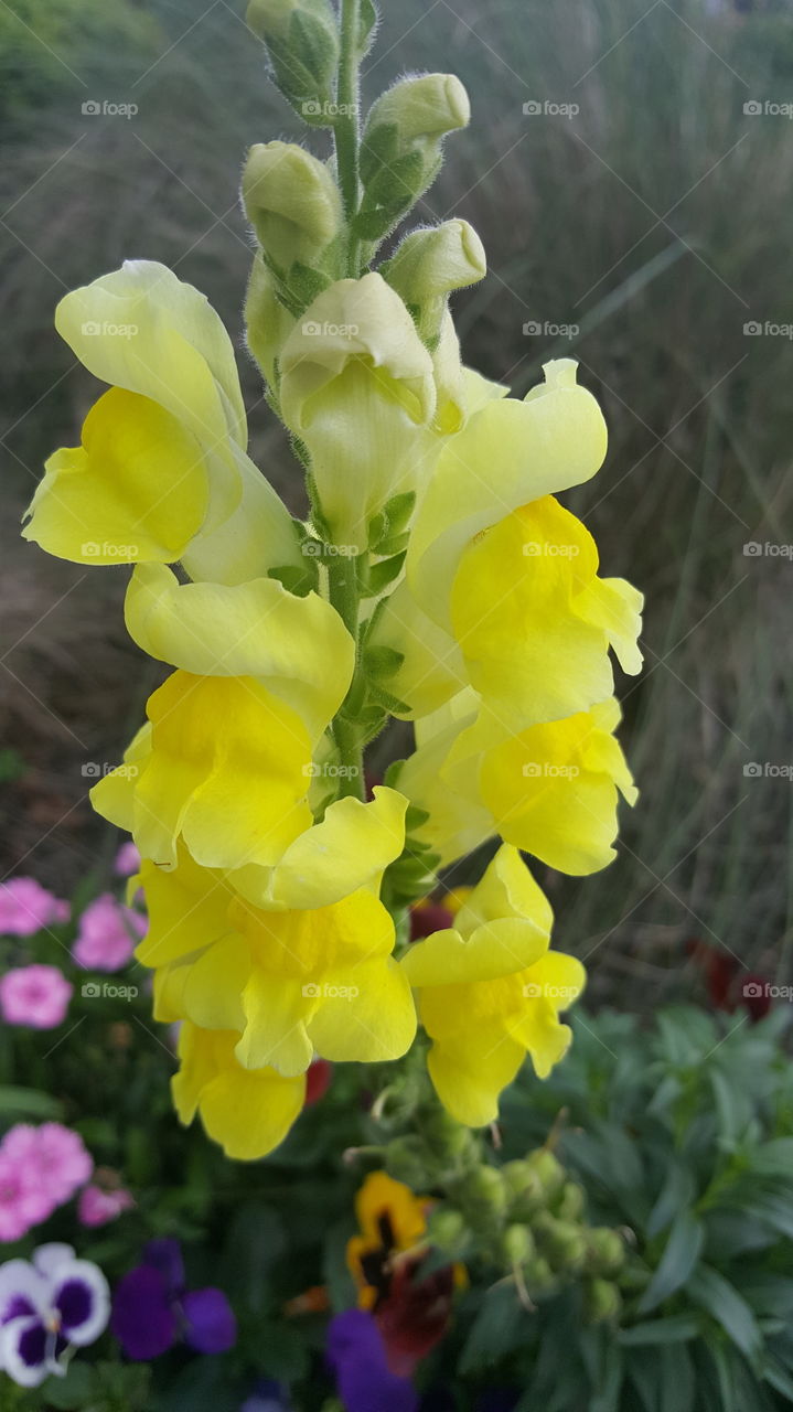 snapdragon
