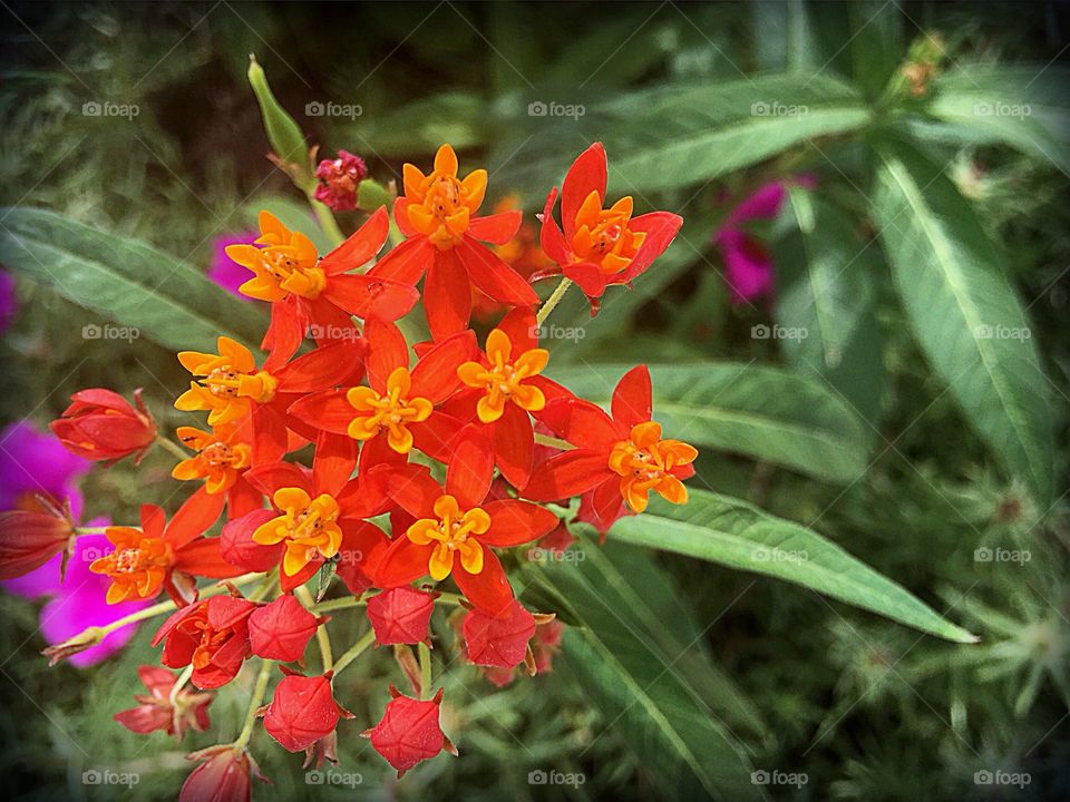 Beautiful bright orange firebush bloom.