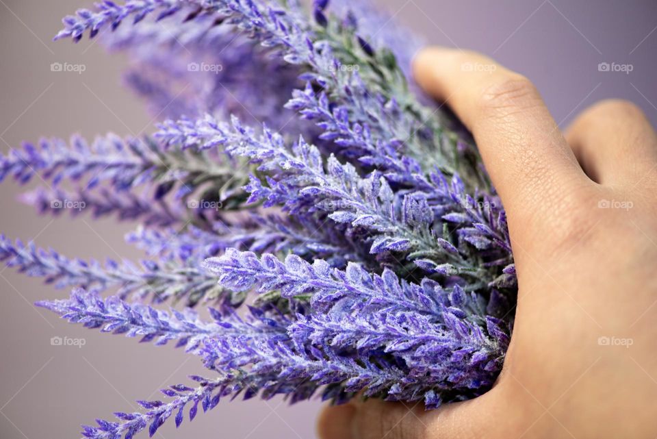 Lavander for lavander