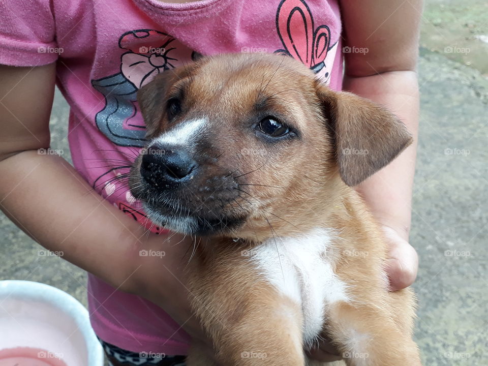 One of my and my daughter 's favourite things is to play with our pet dog and now a new member of the pack, a lovely puppy