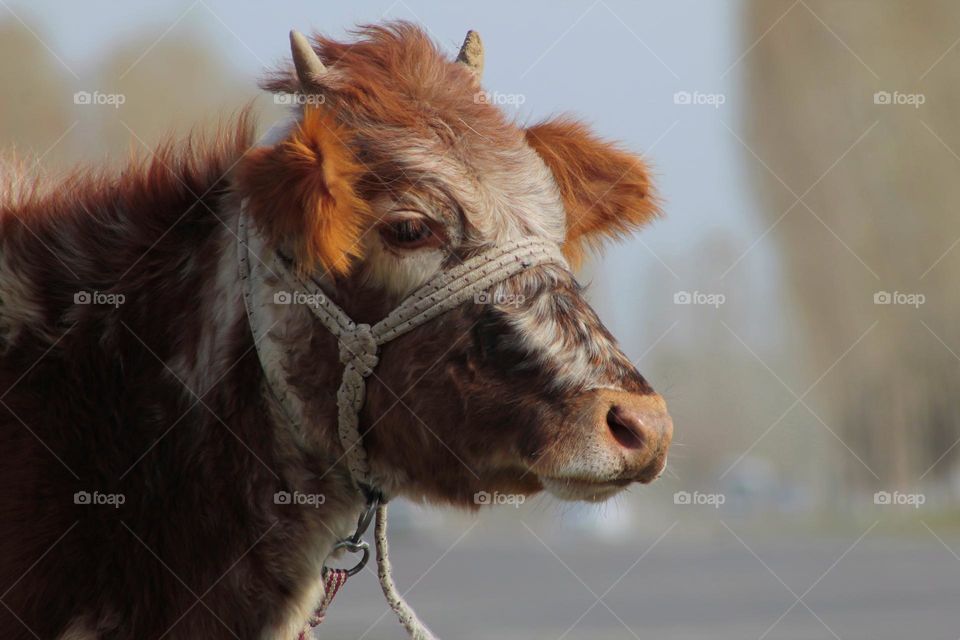 cow head face carrot homemade tether