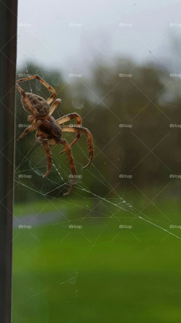 spinning its web