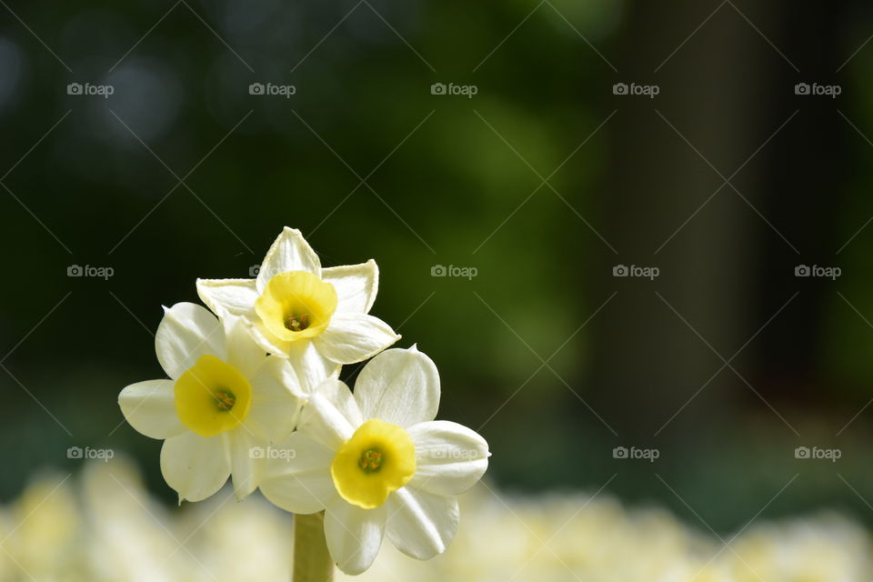 Yellow Daffodil