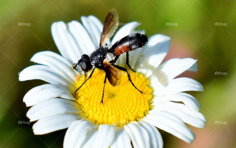 Flowers &  Insects