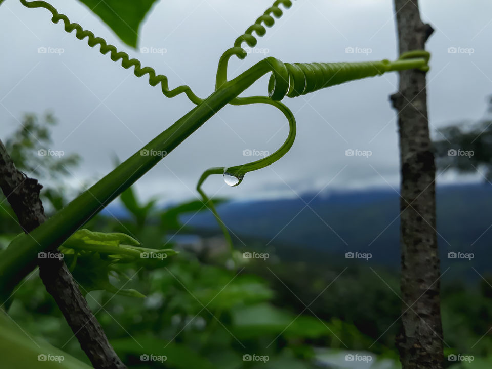 A tiny droplet of rain hanging on a vine.