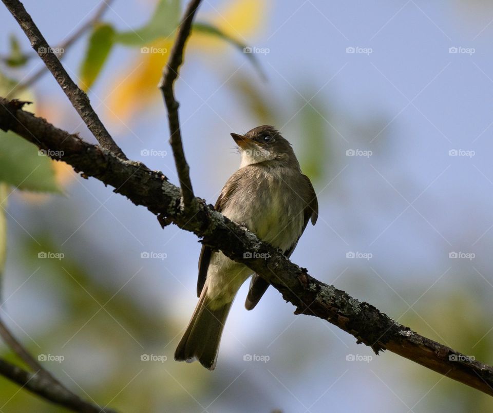 Catbird perched on a branch