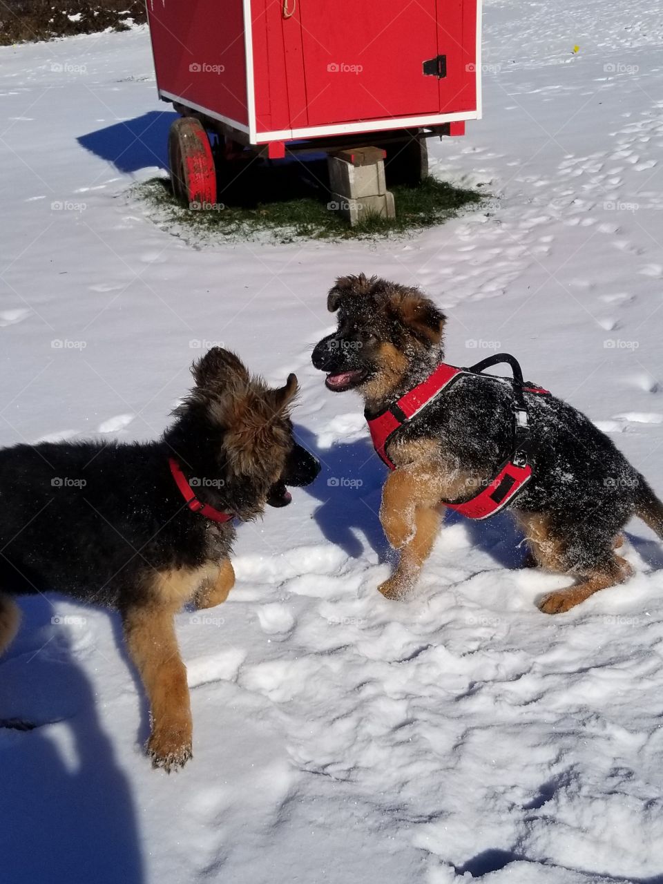 German shepard pure bred puppies playing in the snow