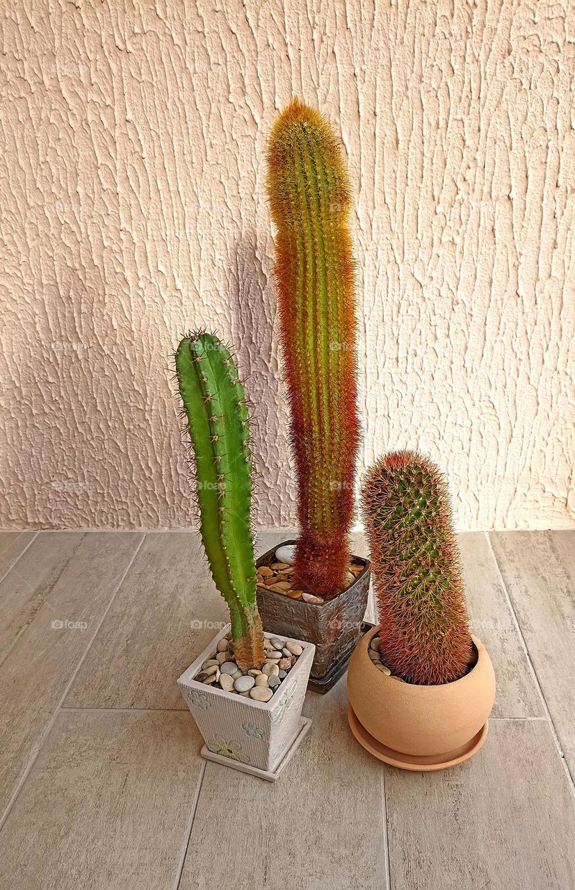 cactus house plants