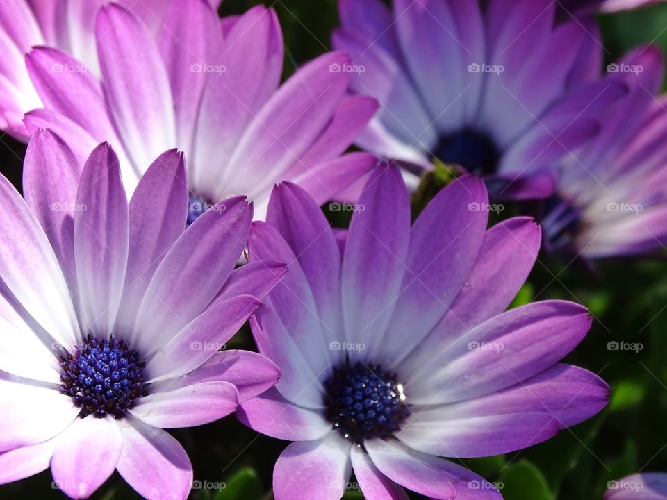 Life with colors is much better.