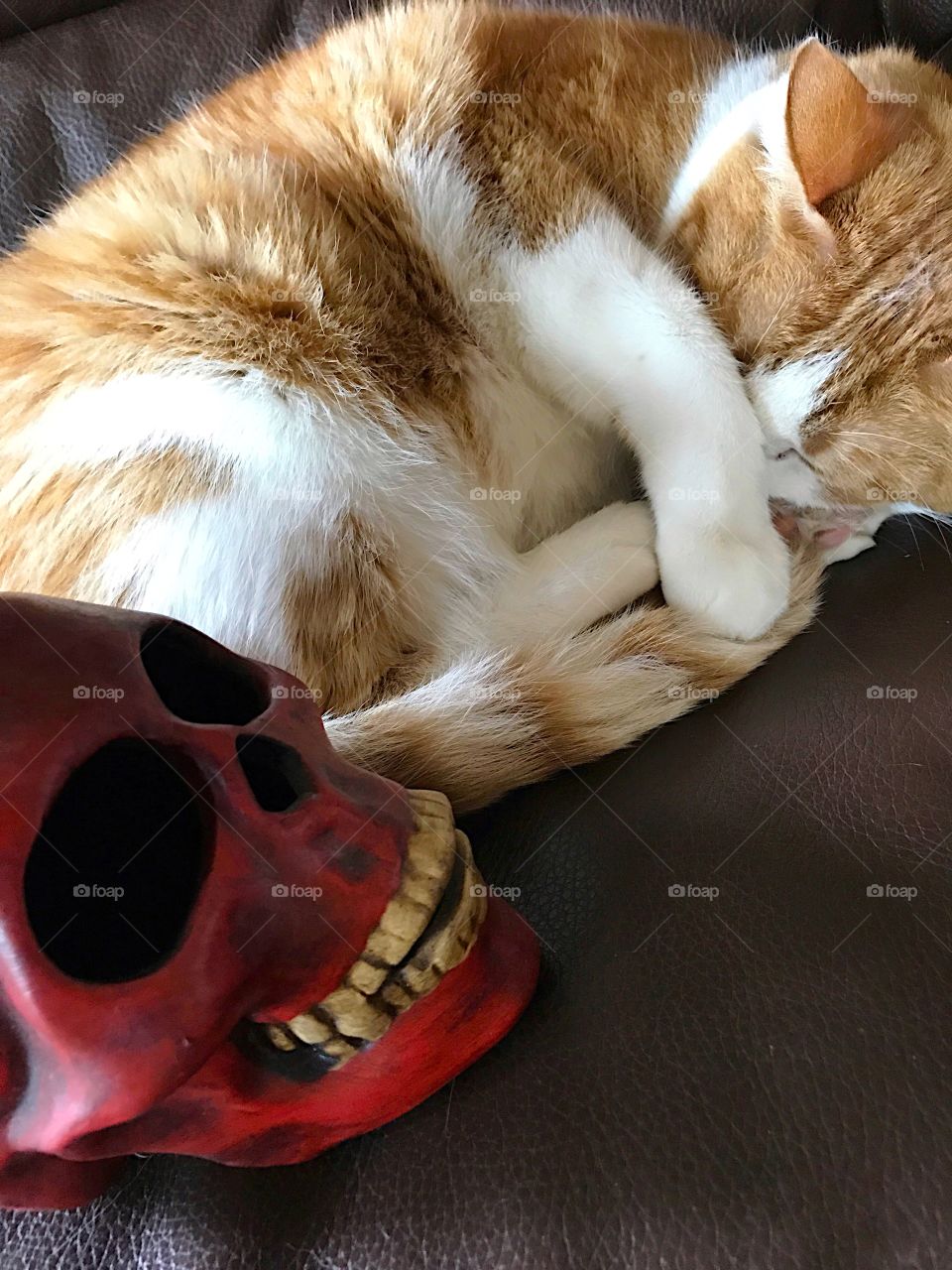 Cat covers its eyes at skull 