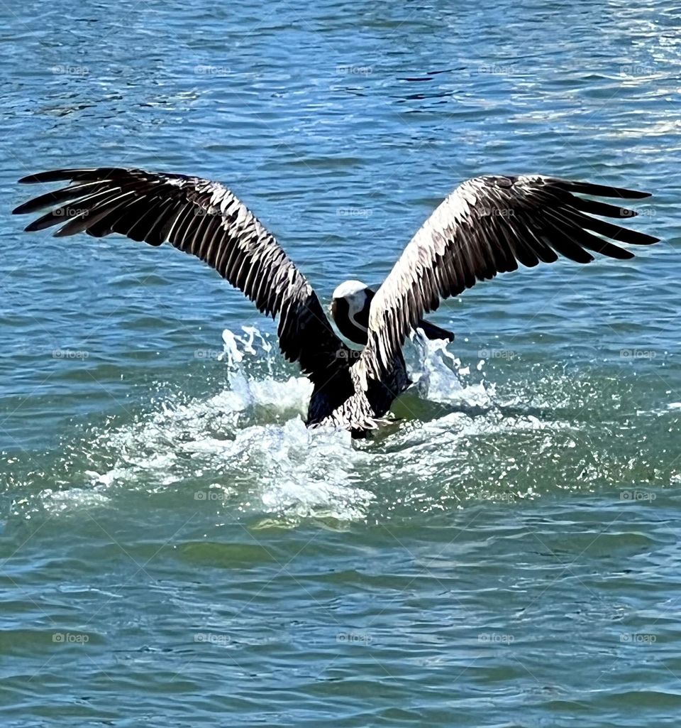 Bird watching mission. A brown pelican making a splash landing in the ship channel in Texas. 