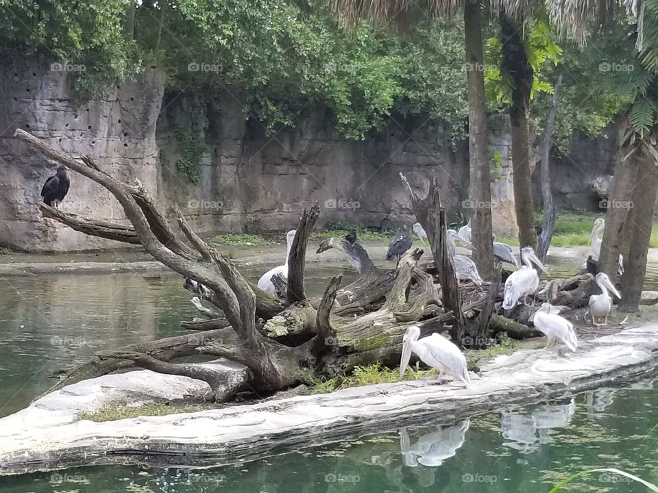 Water, Nature, Tree, Tropical, Bird