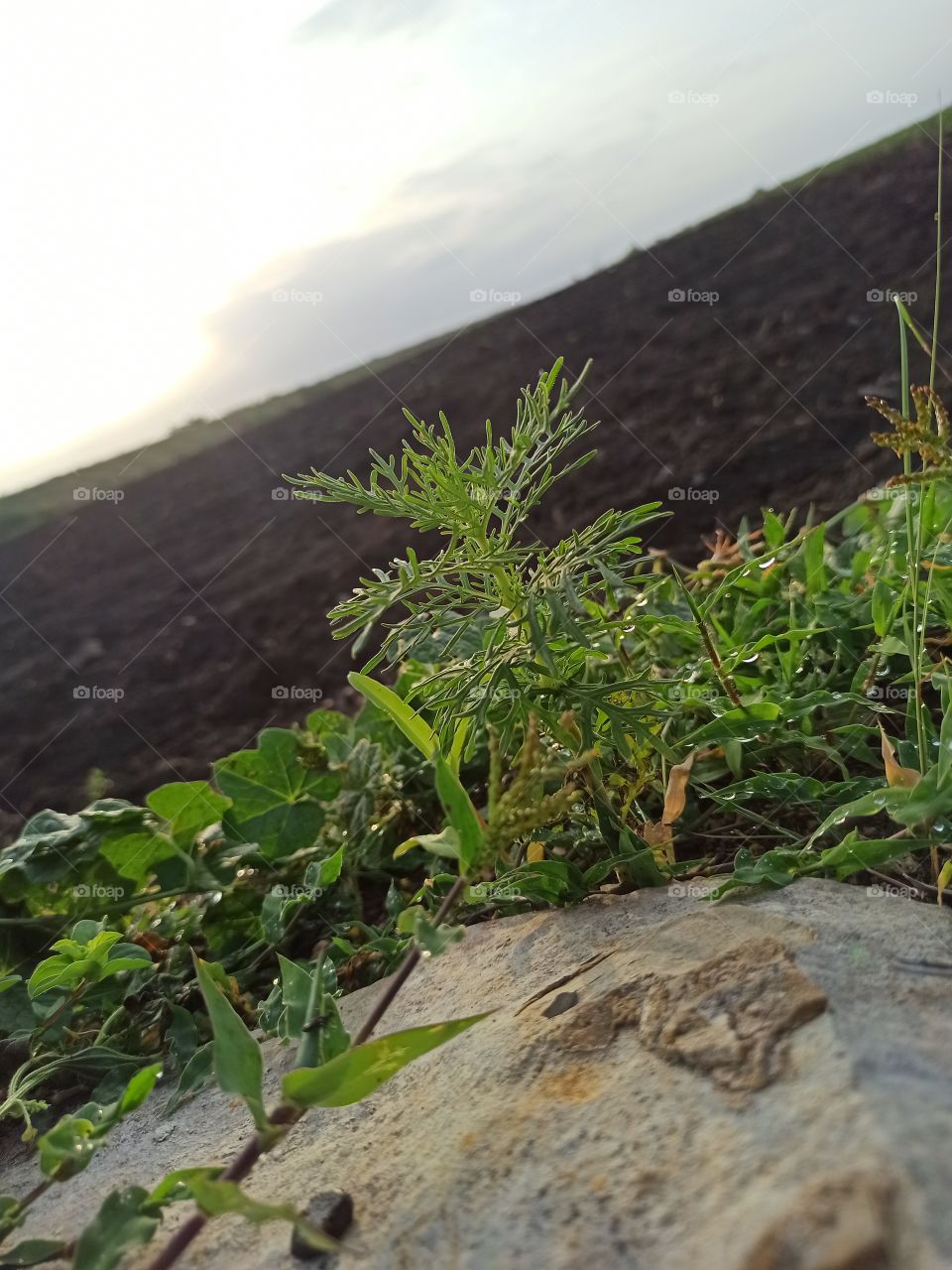 nothing more than nature.nature with no filters