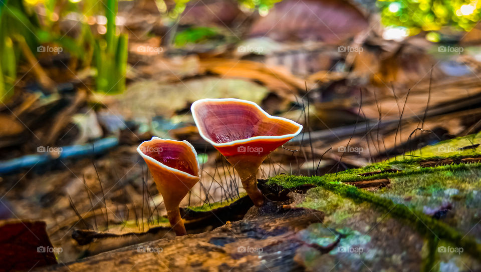 Amazing Nature Close-up mushroom