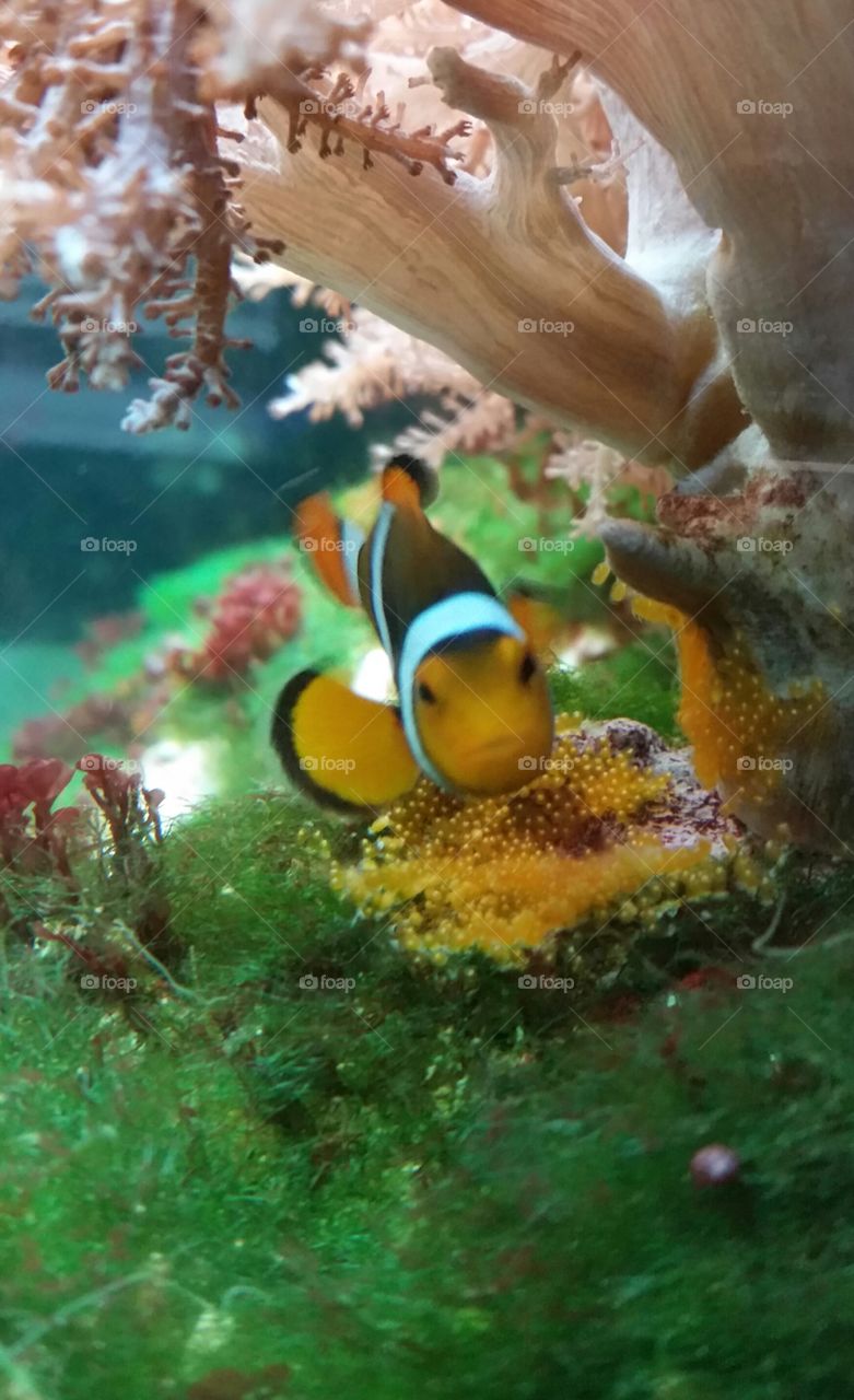 Clown Fish and eggs
