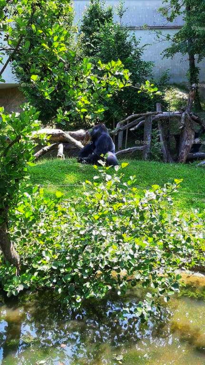 Gorilla- distant view