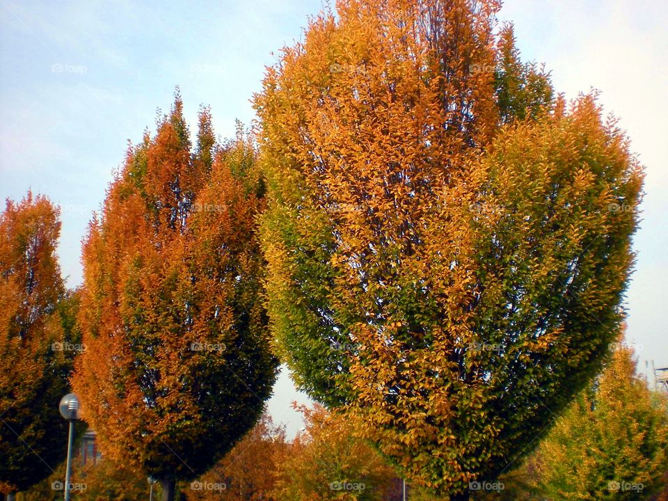 Threes near Reggio Emilia Station.