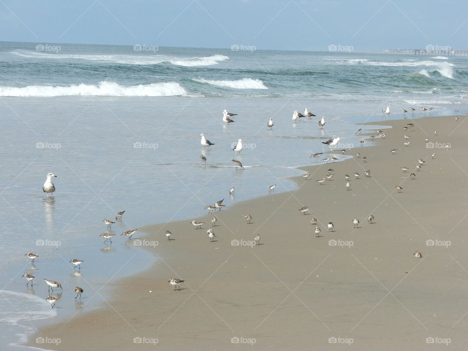 Birds on beach