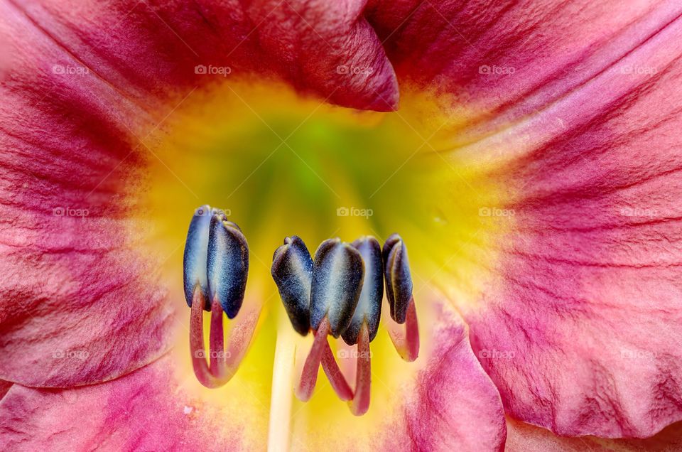 Daylily macro
