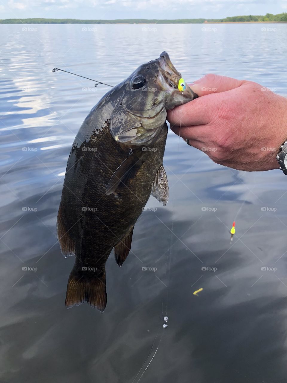 Bass caught on a freshwater lake