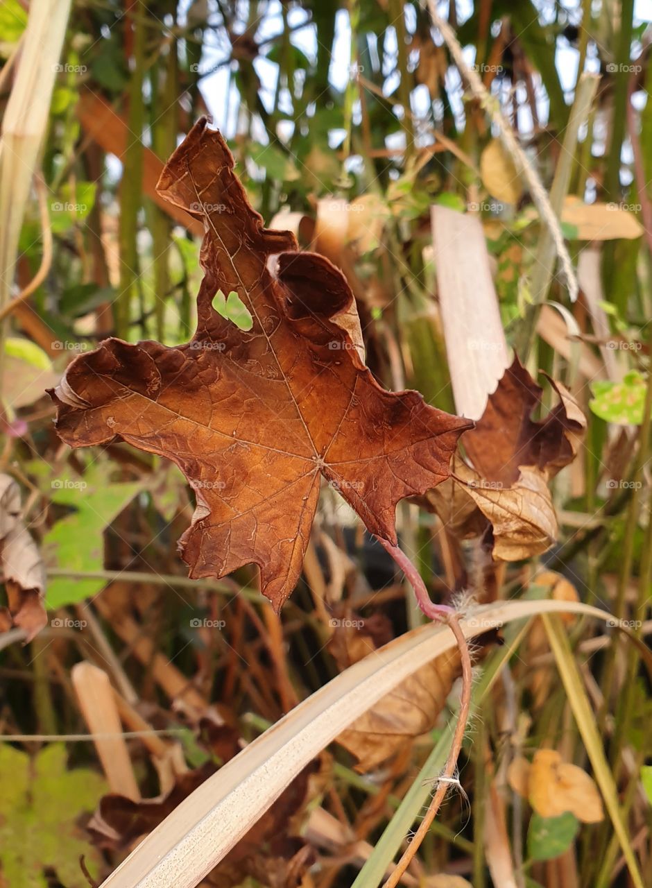 dried leaves fall