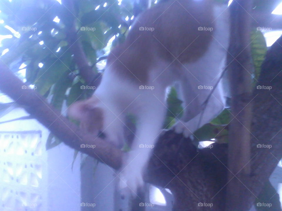 Cat
Bismillaah Shoghirun kucing manjat pohon tempat tetangga