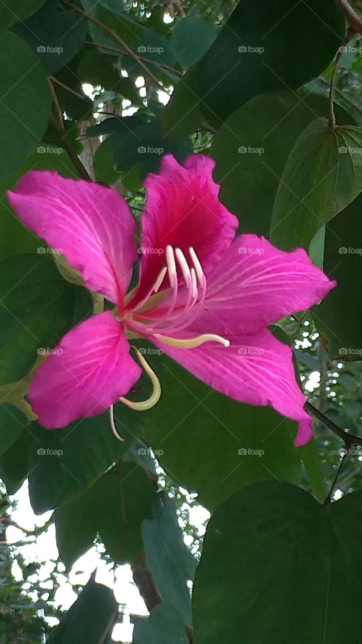 Beautiful flowers in bloom