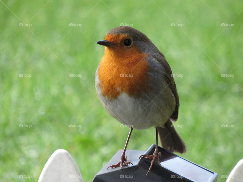 Robin sat on a garden solar light with white fencing and grass in background