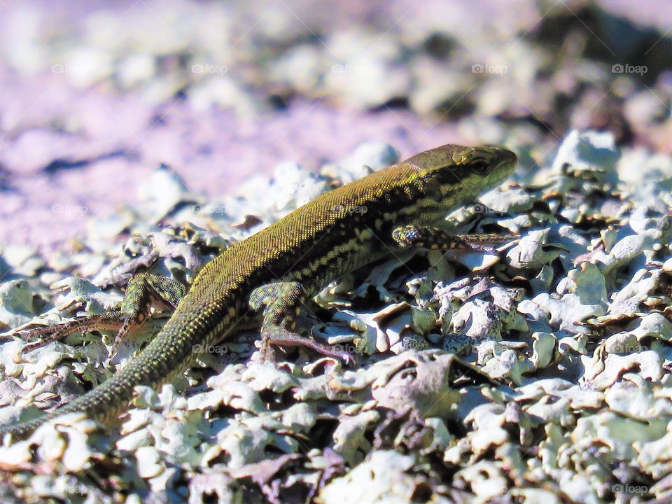lizard lichene