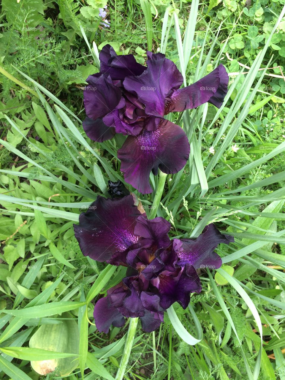 My beautiful passion purple irises. 