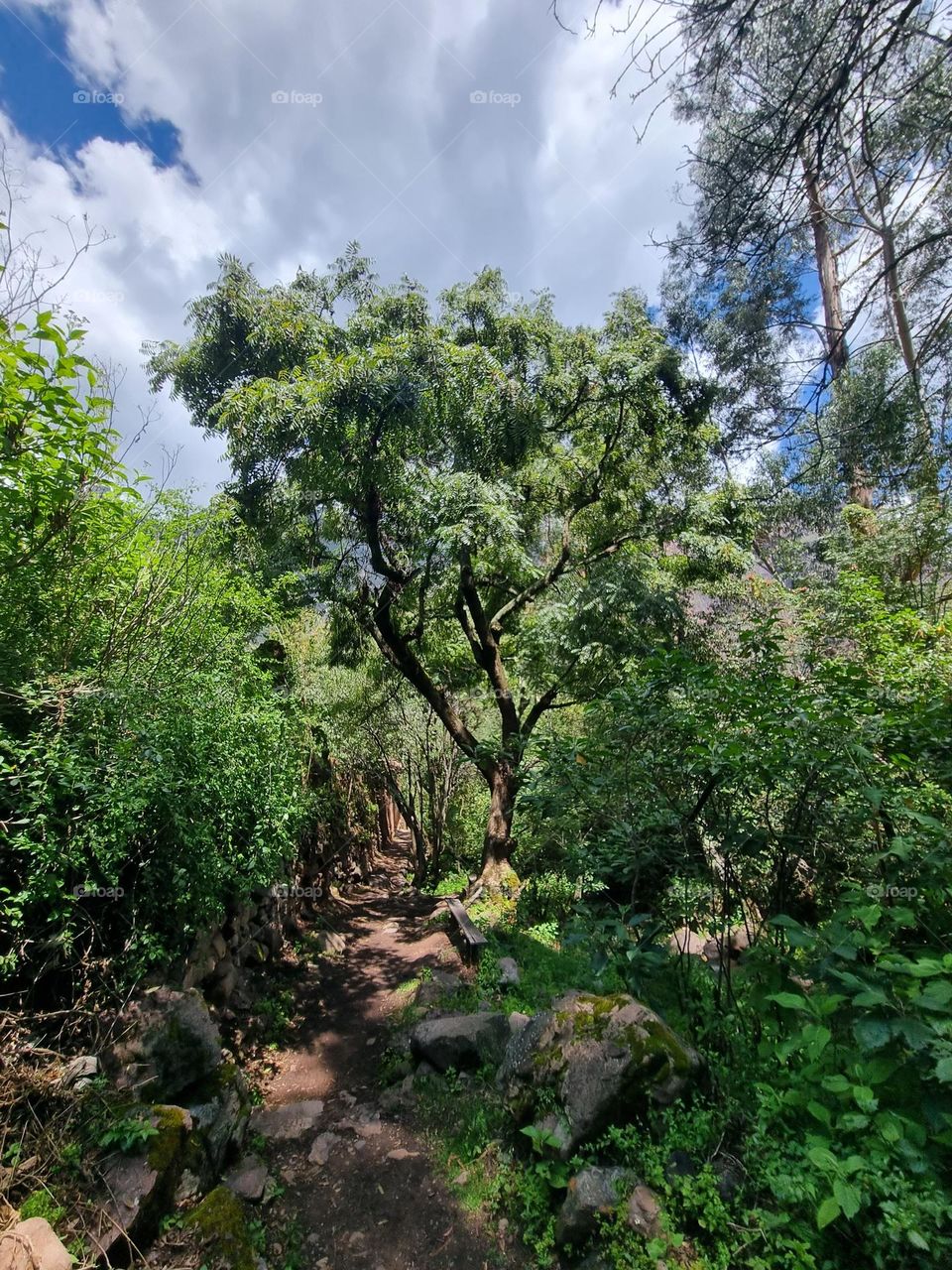 arbol en el valle sagrado