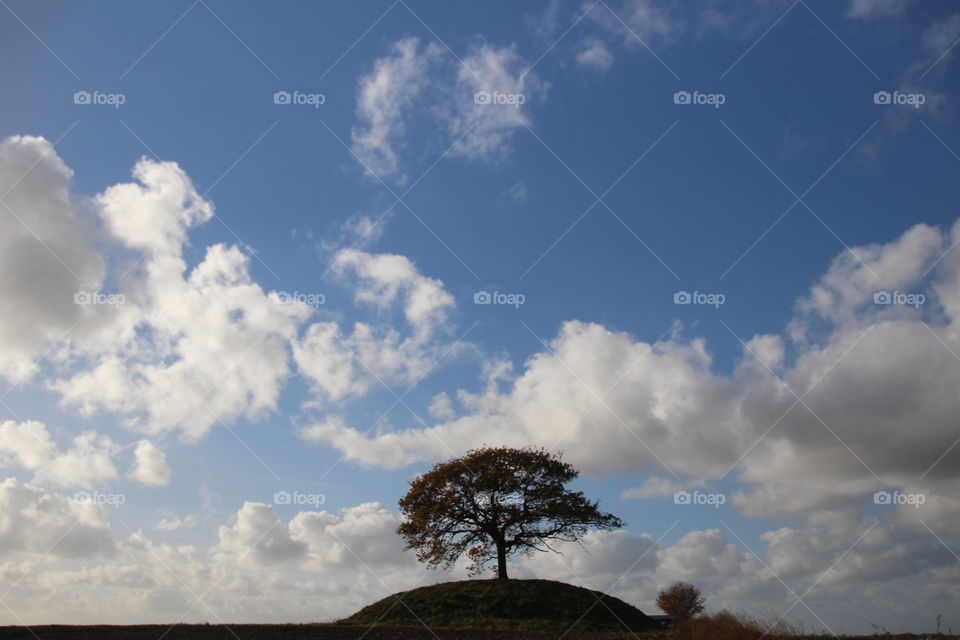 Lonely Tree