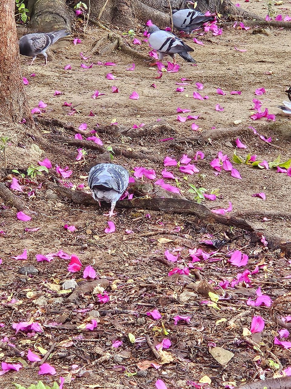 Shake butt, pigeons eating flowers