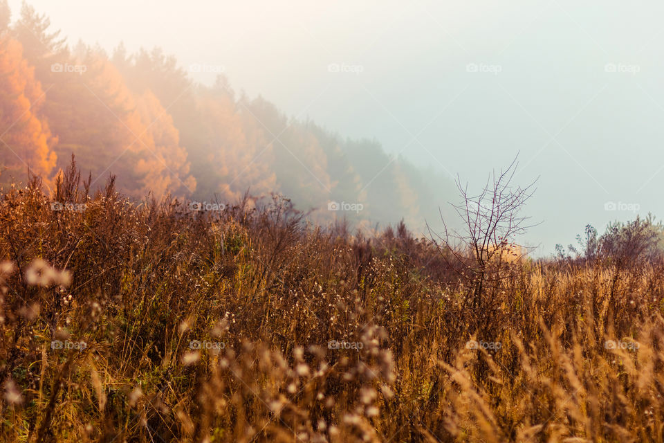 Autumn landscape