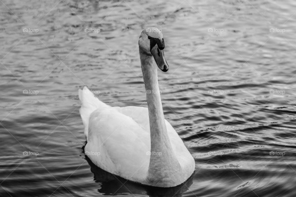 Mute Swan 