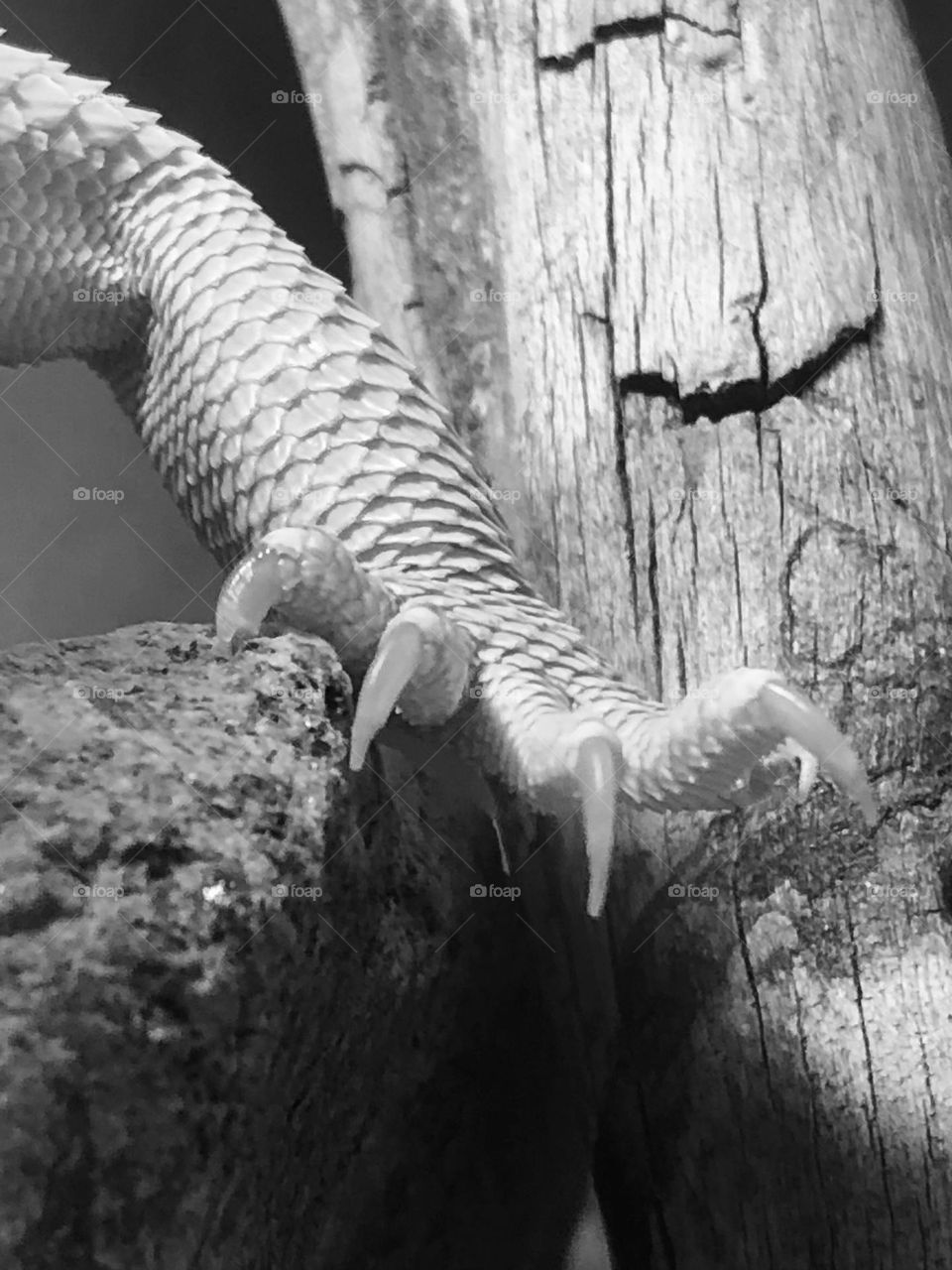 Black and white of a bearded dragons claws/talons!