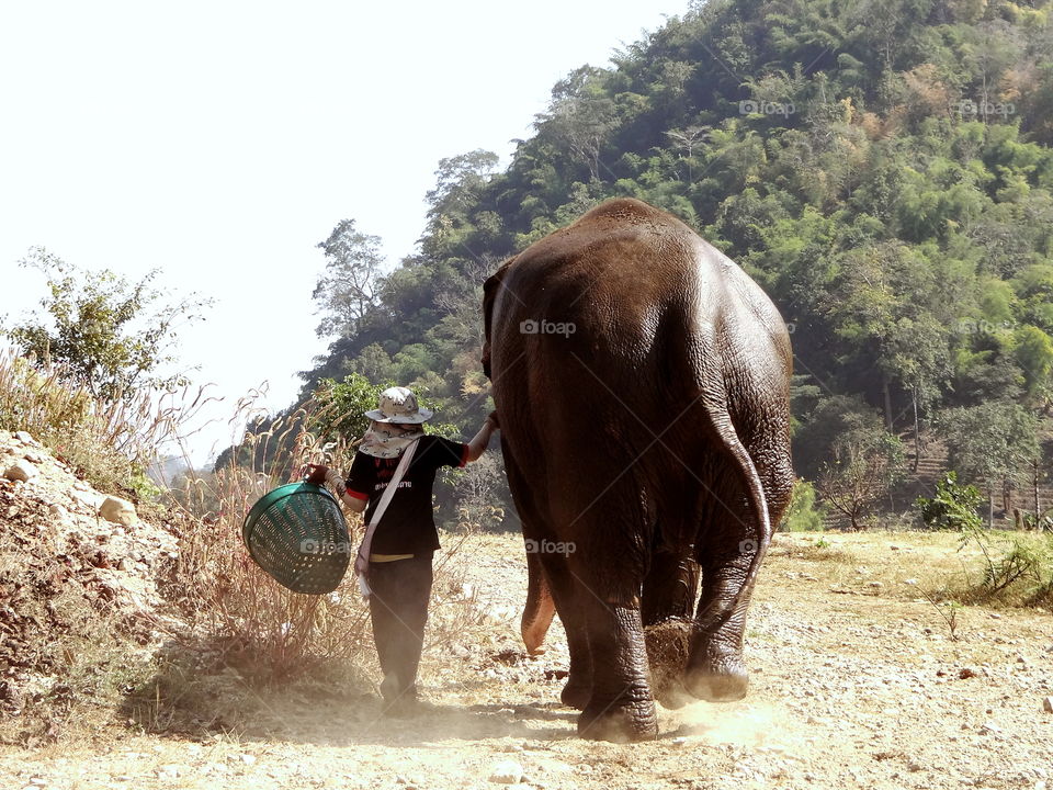 Man and elephant walking away