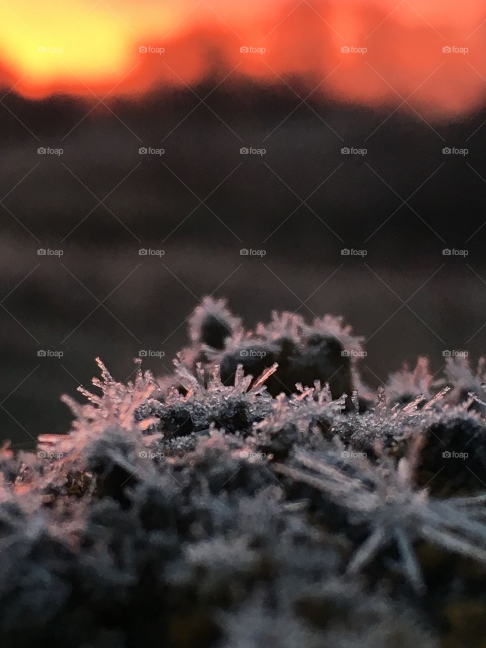 Morning frost on the fence post