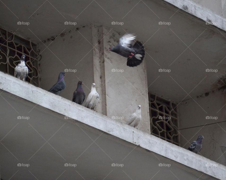 Some doves in the old building at Kota Tua area, Jakarta