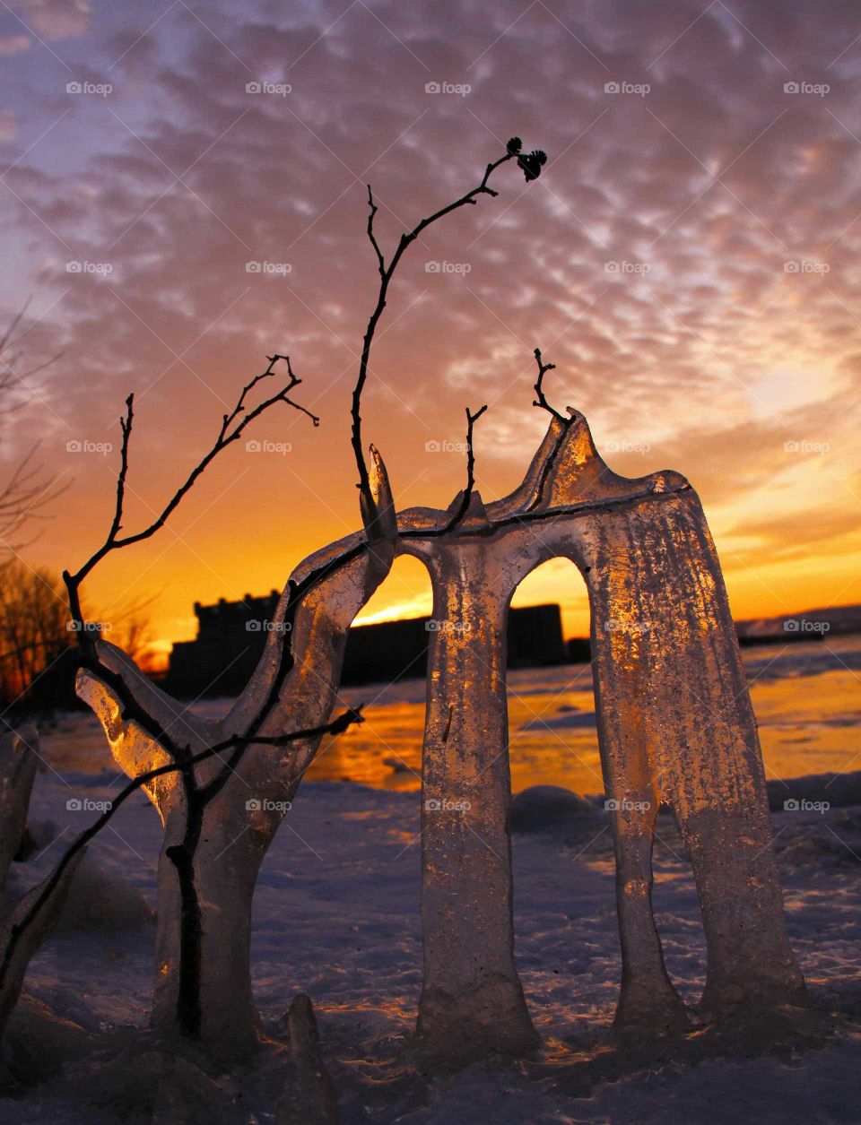 Frozen branch at sunset