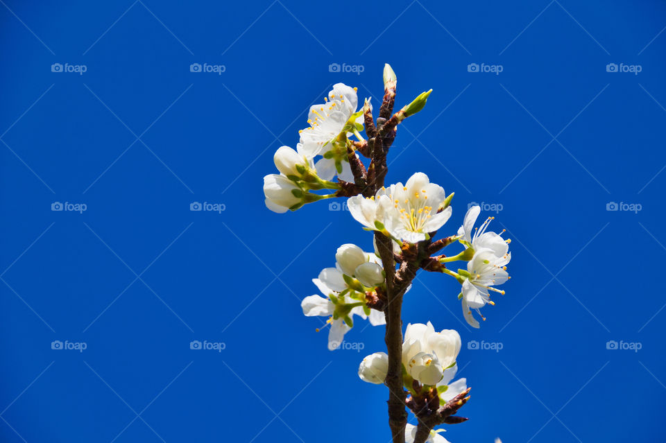 white cherry blossom
