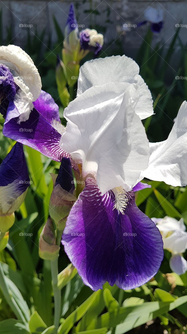 violet and white iris flower and bud